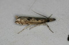 Prionapteryx achatina