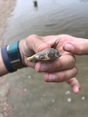 Apalone spinifera guadalupensis