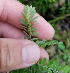 Phyllanthus