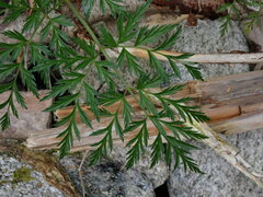 Conioselinum gmelinii