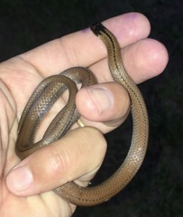 Tantilla melanocephala