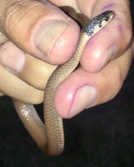 Tantilla melanocephala