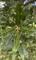 Quercus × comptoniae