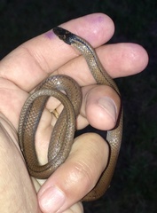 Tantilla melanocephala