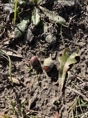 Quercus × comptoniae