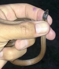 Tantilla melanocephala