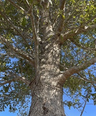 Quercus × comptoniae