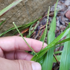 Paspalum
