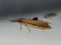 Donacaula melinellus