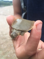 Apalone spinifera guadalupensis