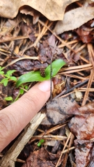 Neottia bifolia