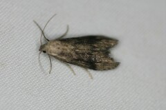 Aphomia terrenella