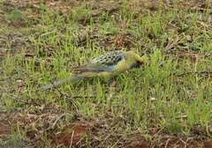 Platycercus elegans flaveolus