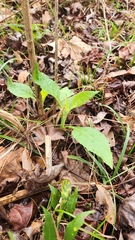 Verbesina virginica