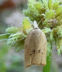 Coelostathma discopunctana