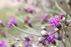 Lessingianthus rubricaulis