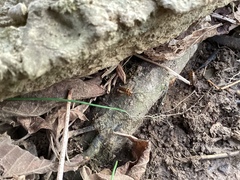 Ceuthophilus maculatus