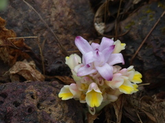Curcuma inodora