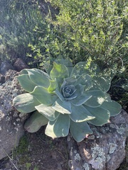 Dudleya pulverulenta