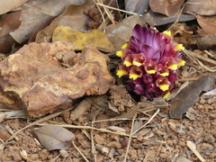 Curcuma inodora