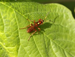 Eutanyacra vilissima