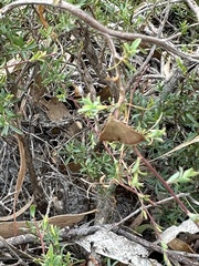 Uresiphita ornithopteralis