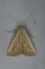 Macrochilo louisiana