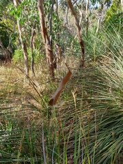 Phonognatha graeffei