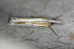 Crambus girardellus