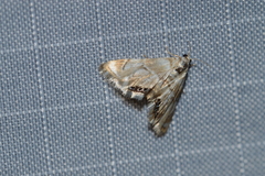 Eoparargyractis plevie