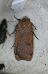 Abagrotis cupida