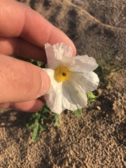 Argemone albiflora