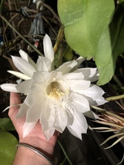 Hylocereeae