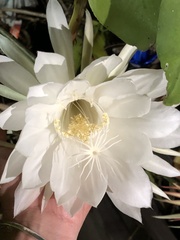 Hylocereeae
