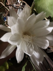 Hylocereeae