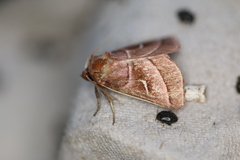 Fagitana littera