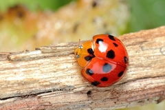 Harmonia dimidiata