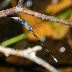 Lestes eurinus