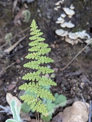 Myriopteris fendleri