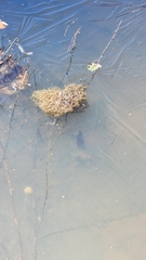 Lithobates sphenocephalus