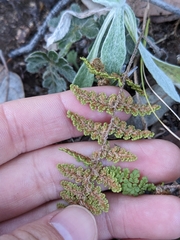 Myriopteris fendleri