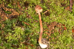 Inocybe subfulva
