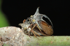 Telingana formosanus