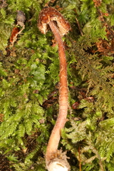 Inocybe subfulva