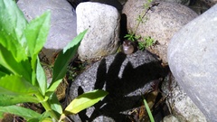 Hyla japonica