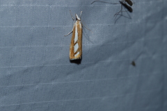 Catoptria latiradiellus