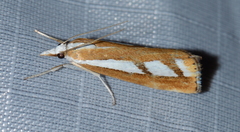 Catoptria latiradiellus