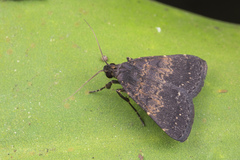 Hydrillodes hemusalis