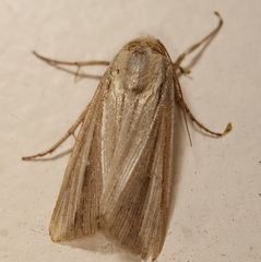 Leucania stenographa