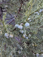 Juniperus deppeana